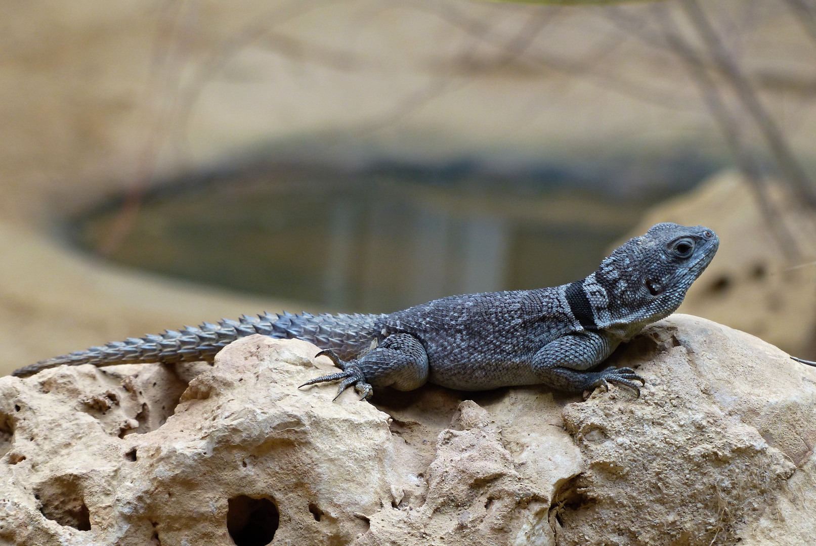 Madagaskarleguan