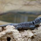 Madagaskarleguan