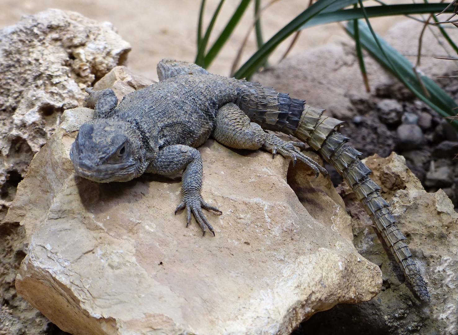 Madagaskarleguan