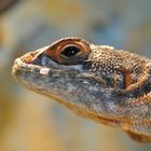 Madagaskarleguan (Oplurus cuvieri)