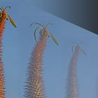 Madagaskarpalme (Pachypodium lamerei)