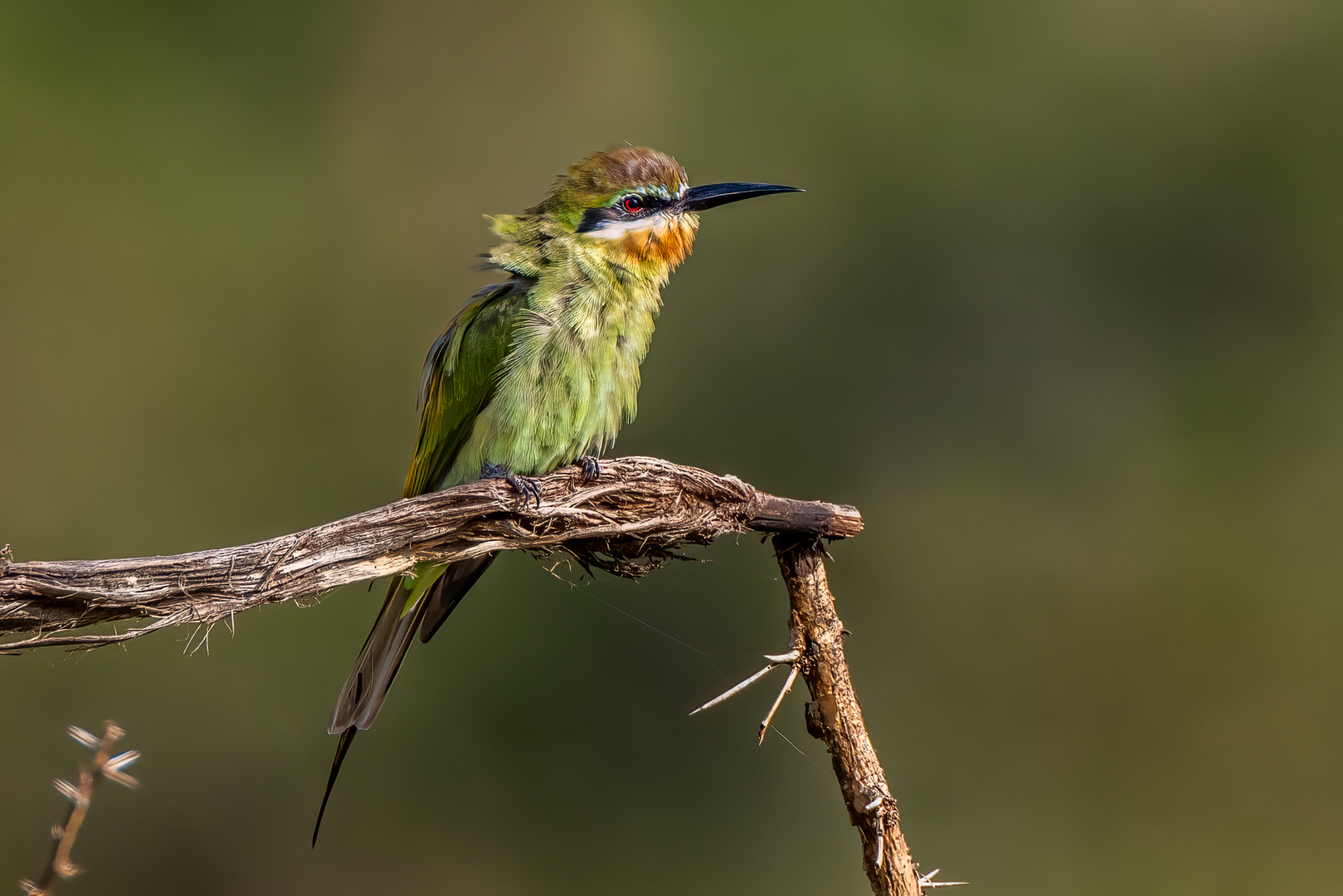 Madagaskarspint (Madagascar bee-eater)