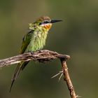 Madagaskarspint (Madagascar bee-eater)