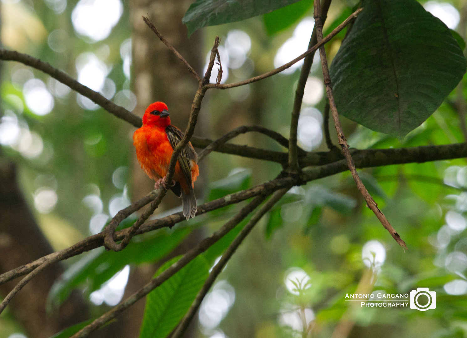 Madagaskarweber - Foudia Madagascariensis