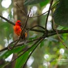 Madagaskarweber - Foudia Madagascariensis