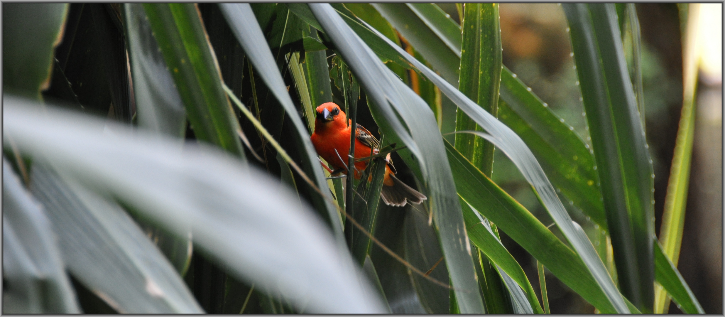 Madagaskarweber (Foudia madagascariensis) Foto & Bild tiere, zoo