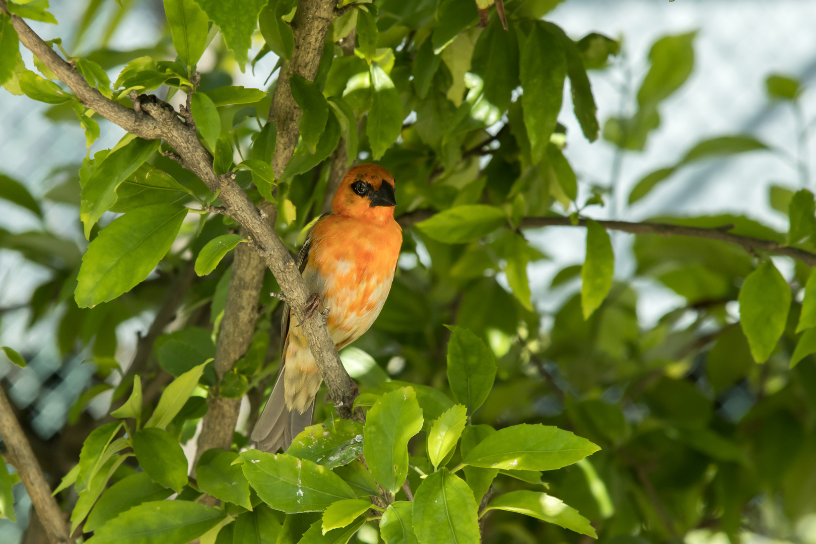 Madagaskarweber (Foudia madagascariensis)