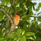 Madagaskarweber (Foudia madagascariensis)