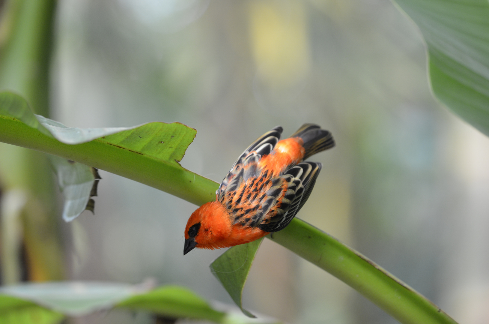 Madagaskarweber ready to take-off