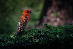 Madagaskarwebervogel, Masoalahalle Zoo Zürich