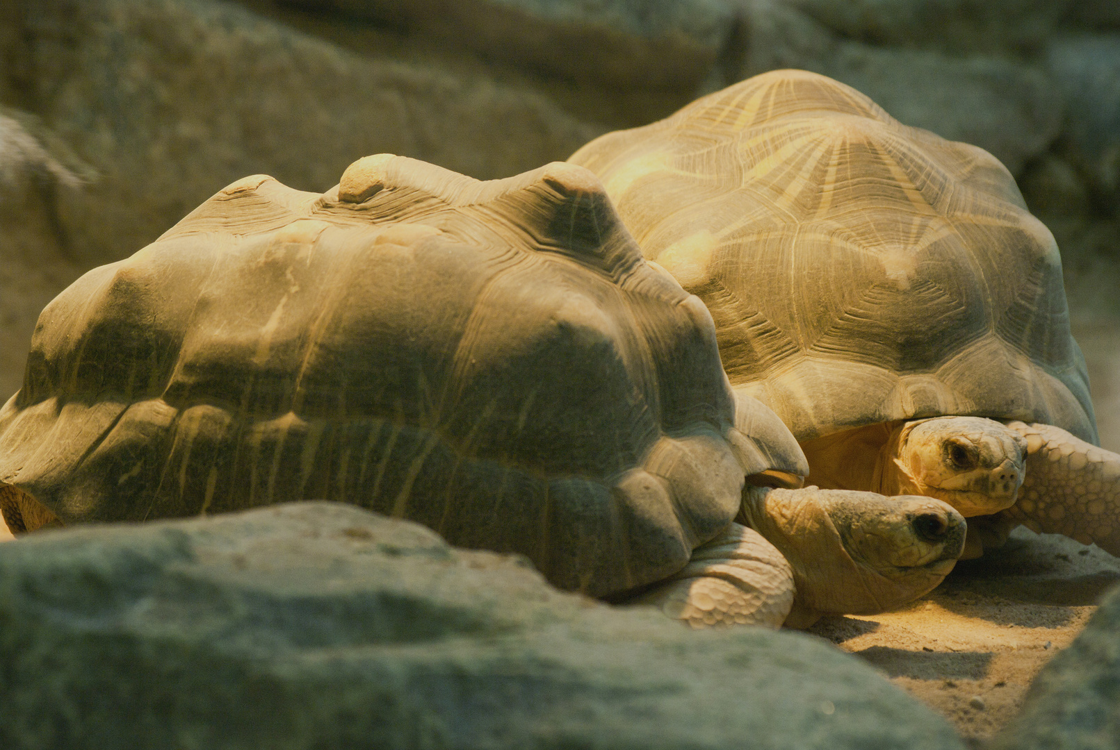 Madagassische Strahlenschildkröte im Tierpark Hellabrunn fotografiert