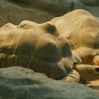 Madagassische Strahlenschildkröte im Tierpark Hellabrunn fotografiert