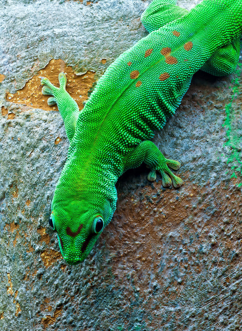 Madagassischer Taggecko