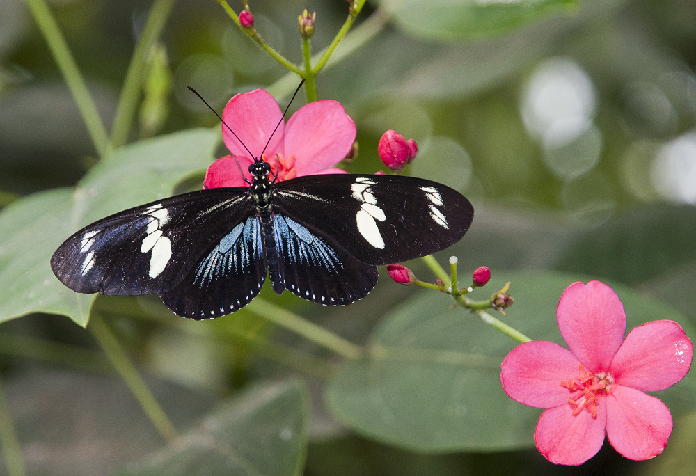 Madam Butterfly