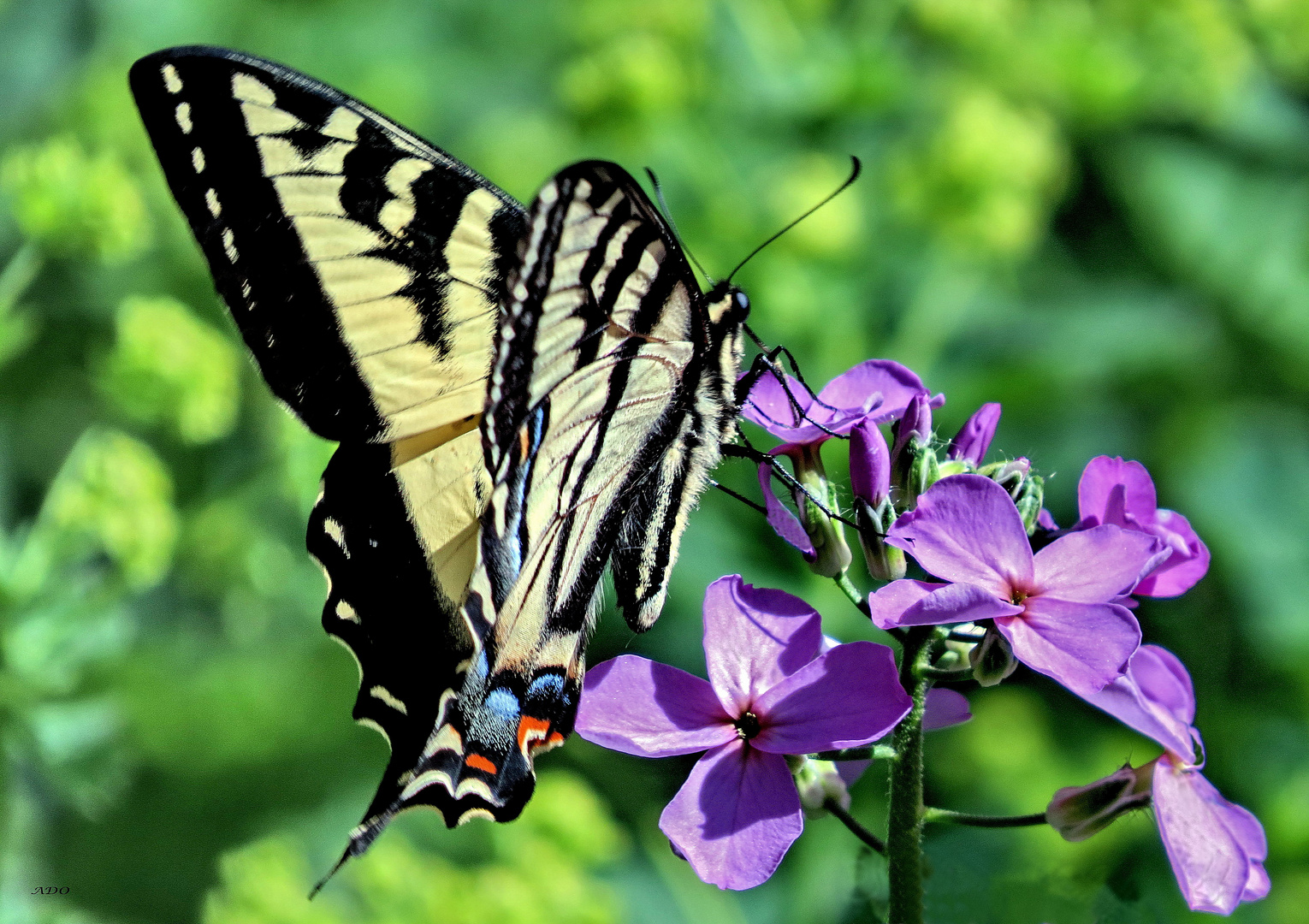 Madam Butterfly