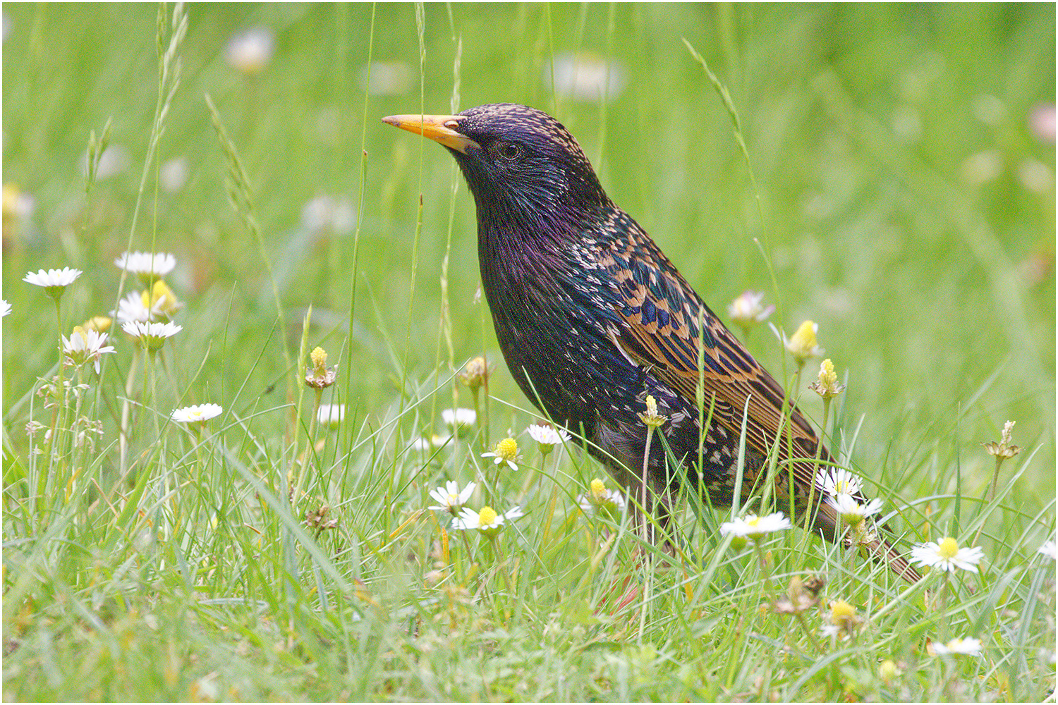 Madam Star (Sturnus vulgaris) 