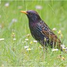 Madam Star (Sturnus vulgaris) 