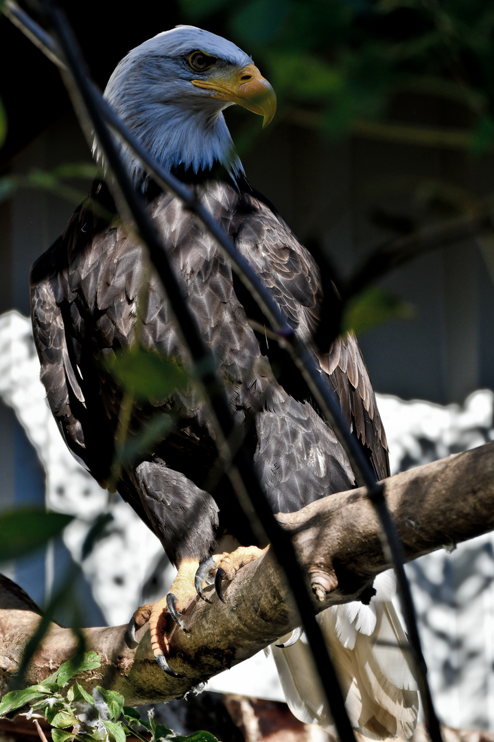 Madam Weißkopfseeadler