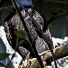 Madam Weißkopfseeadler