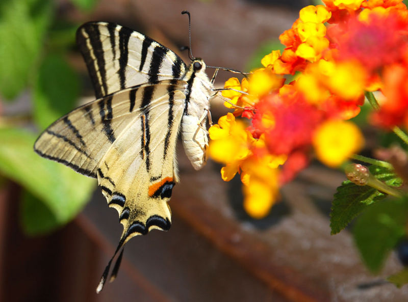 Madama Butterfly