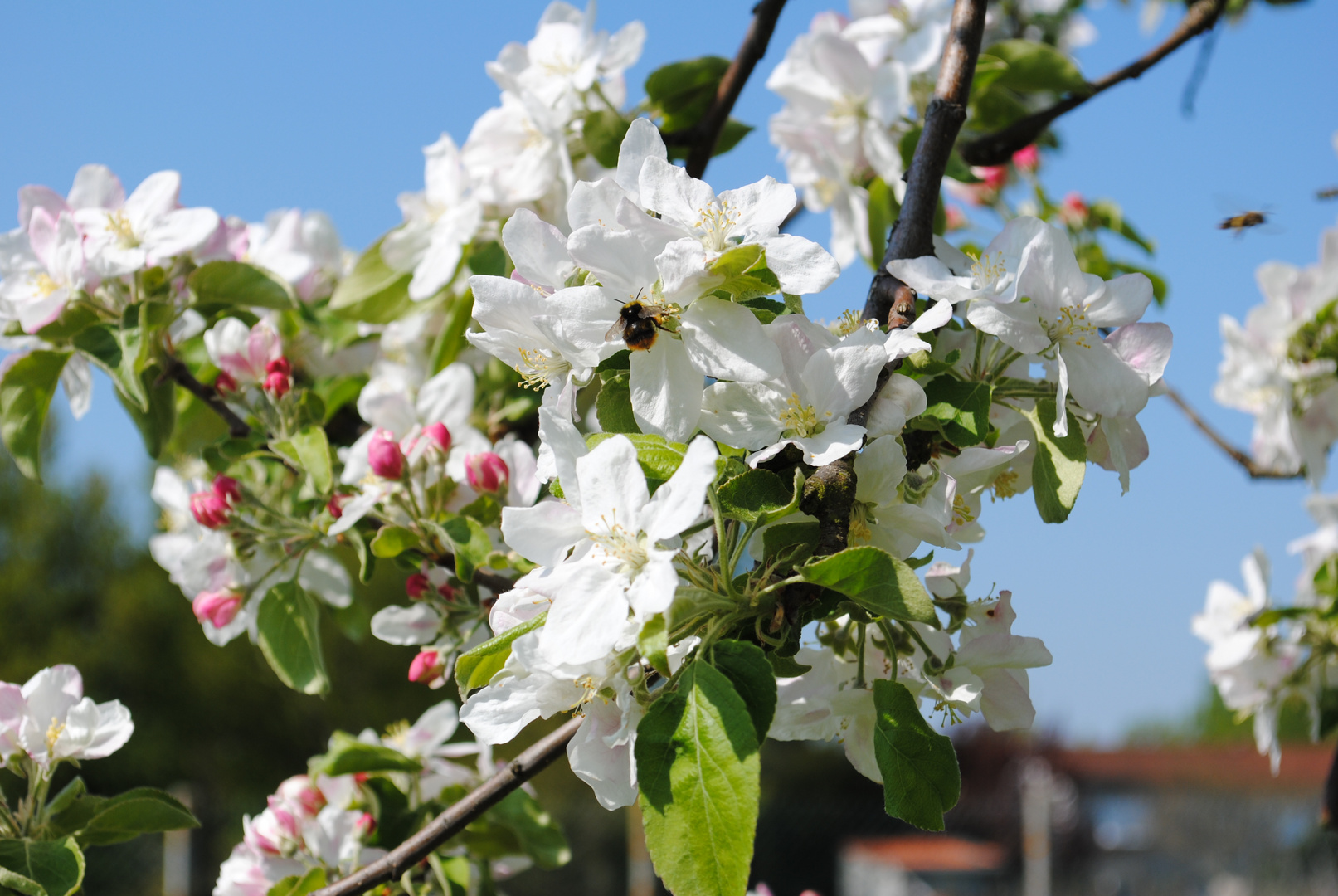 Madame Abeille [qui butine] Monsieur Pommier