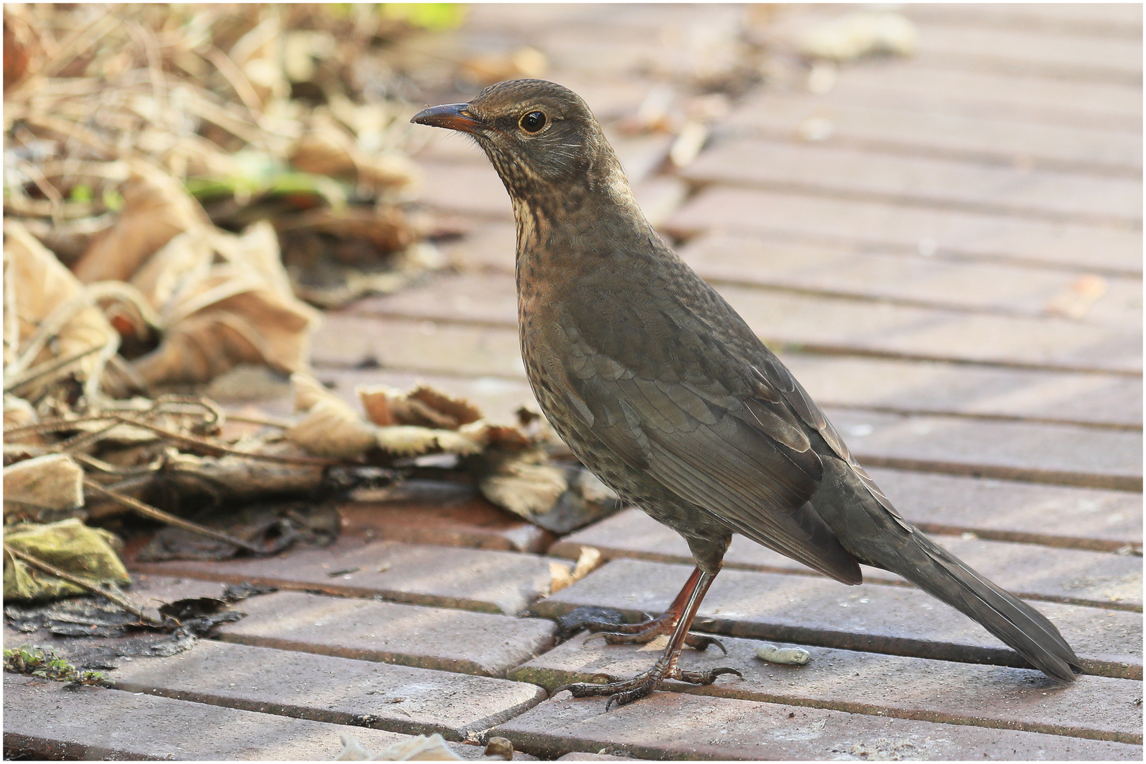 Madame Amsel  .....