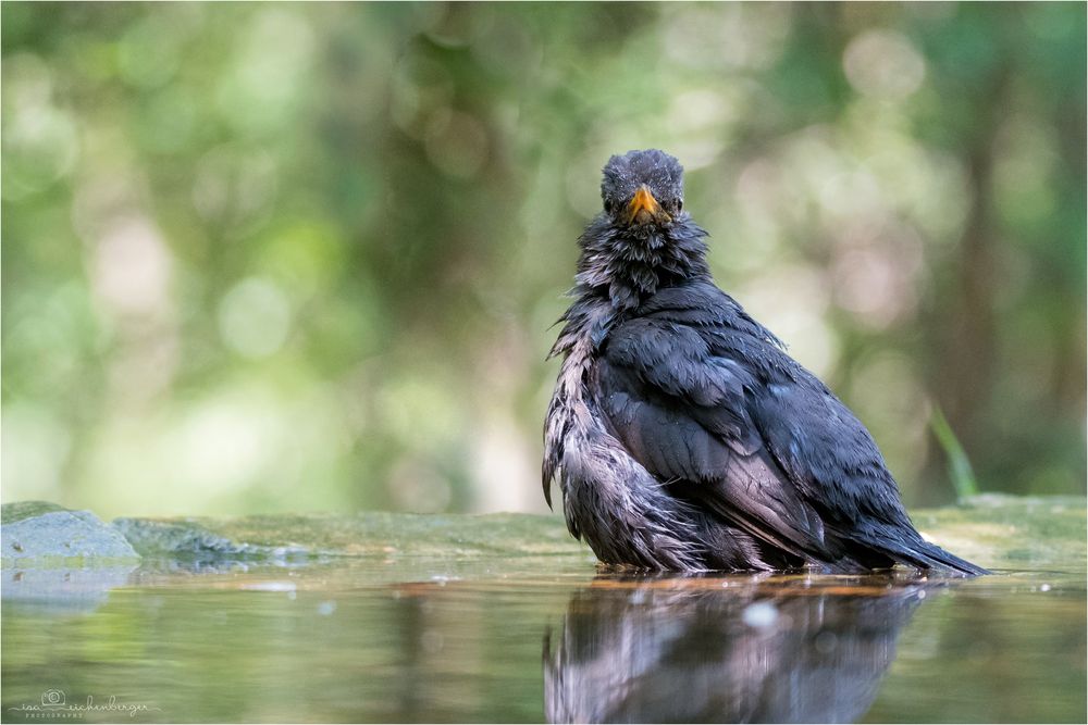 Madame Amsel