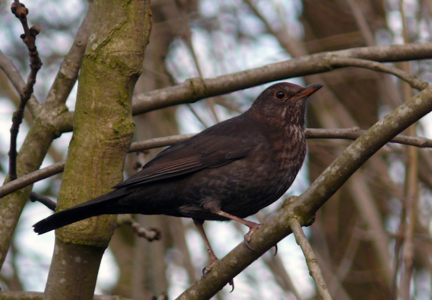 Madame Amsel wurde beim Schminken gestört...