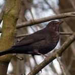 Madame Amsel wurde beim Schminken gestört...