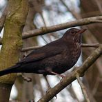 Madame Amsel wurde beim Schminken gestört... (Reloaded)