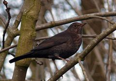 Madame Amsel wurde beim Schminken gestört... (Reloaded)