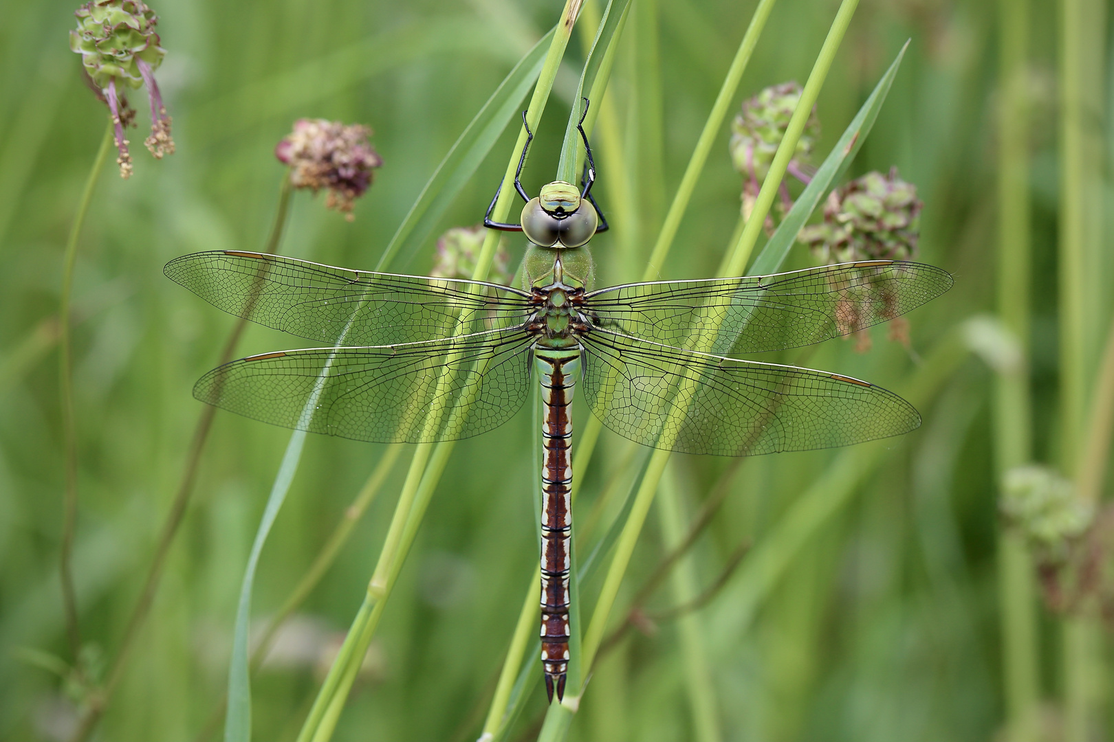 Madame Anax imperator