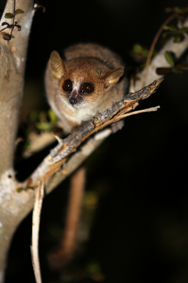 Madame Berthe`s Mauslemur