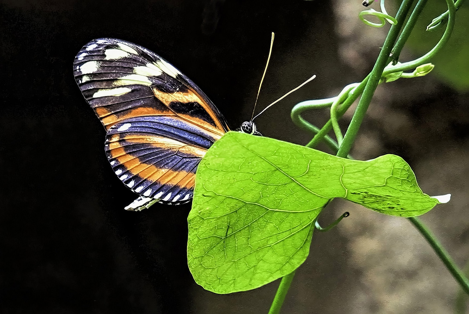 Madame Butterfly