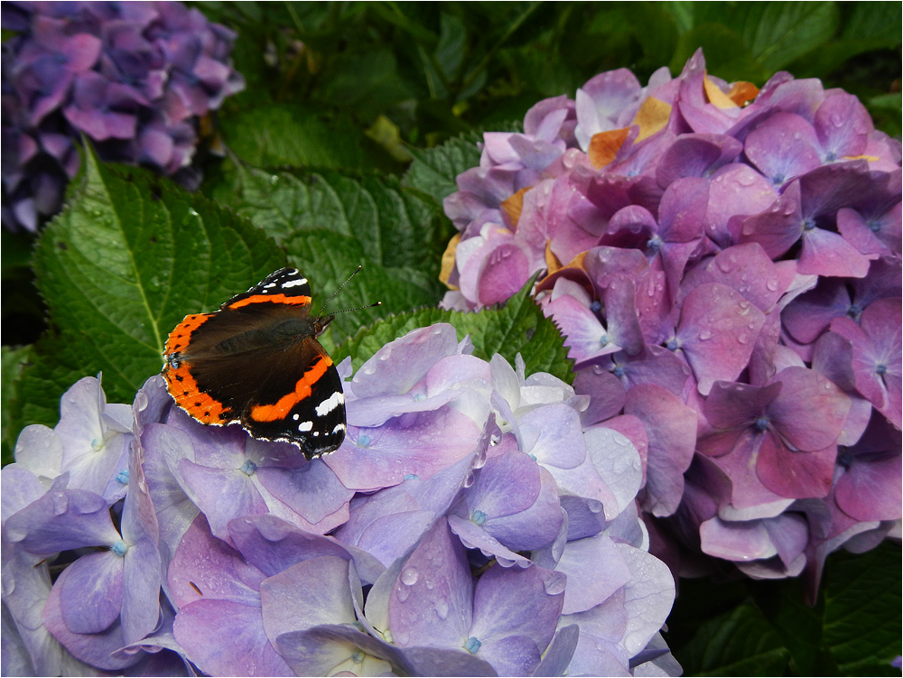 Madame Butterfly ...