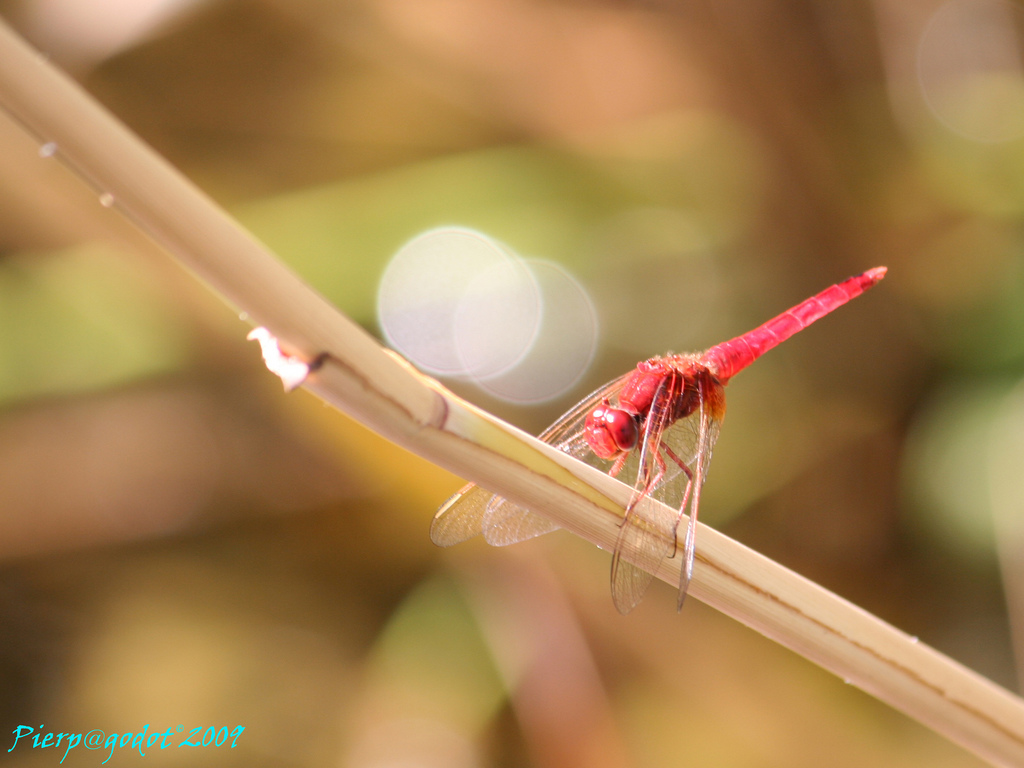 Madame Butterfly