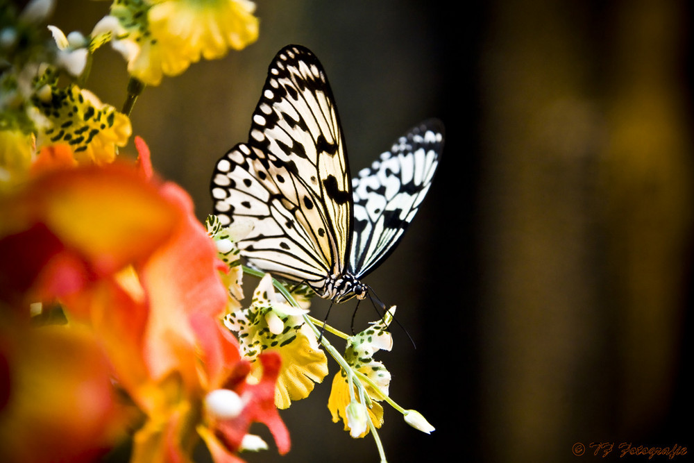 Madame Butterfly - Das Schmetterlingshaus in Wien