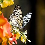 Madame Butterfly - Das Schmetterlingshaus in Wien