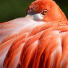 Madame Butterfly gespielt von Monsieur Flamingo