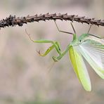 Madame Butterfly... wie ein Schmetterling