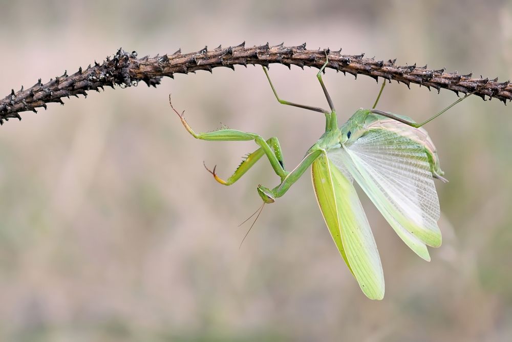 Madame Butterfly... wie ein Schmetterling