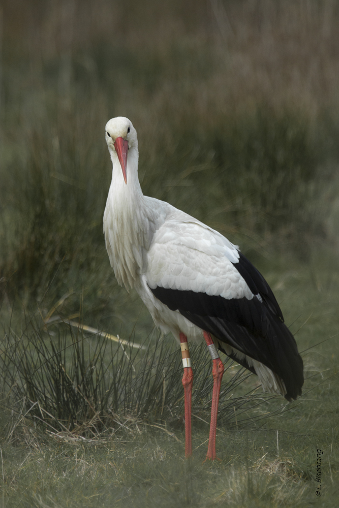 Madame Cigogne