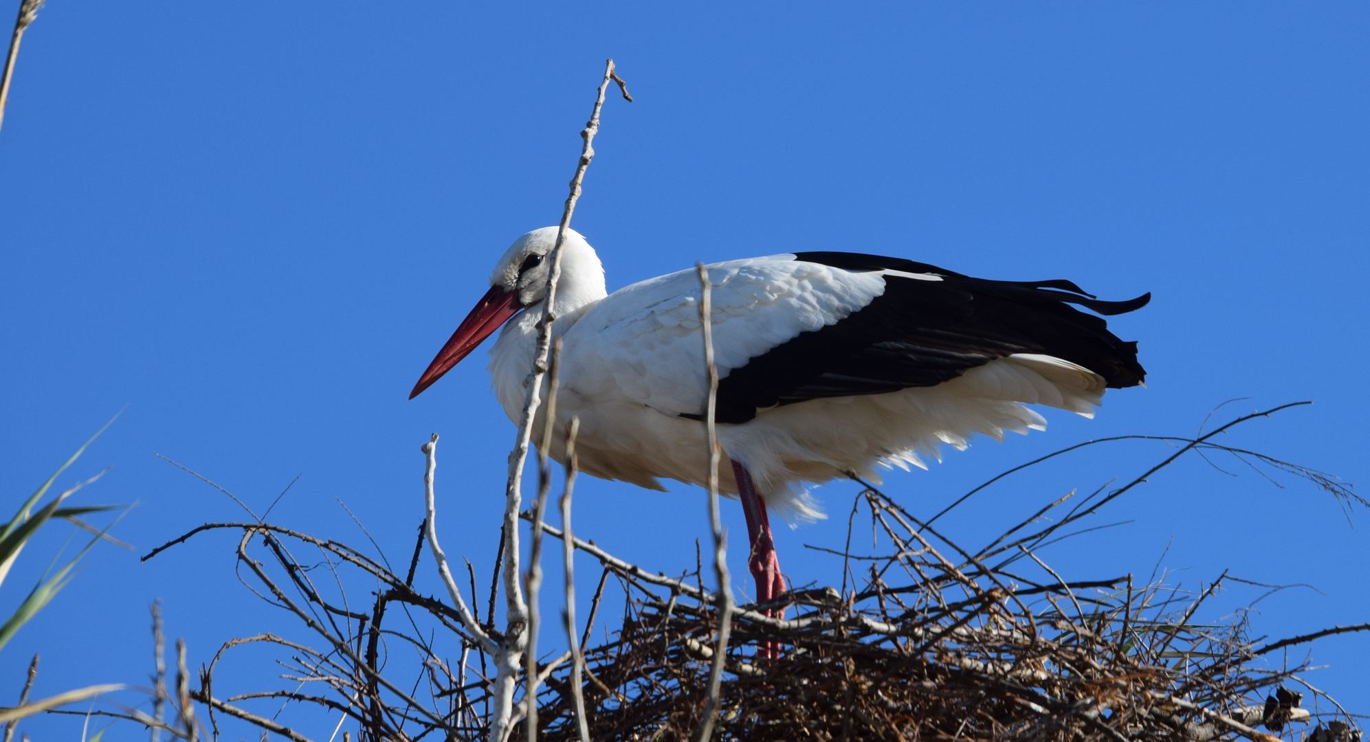 Madame cigogne en Camargue avant le confinement !