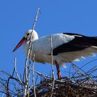 Madame cigogne en Camargue avant le confinement !