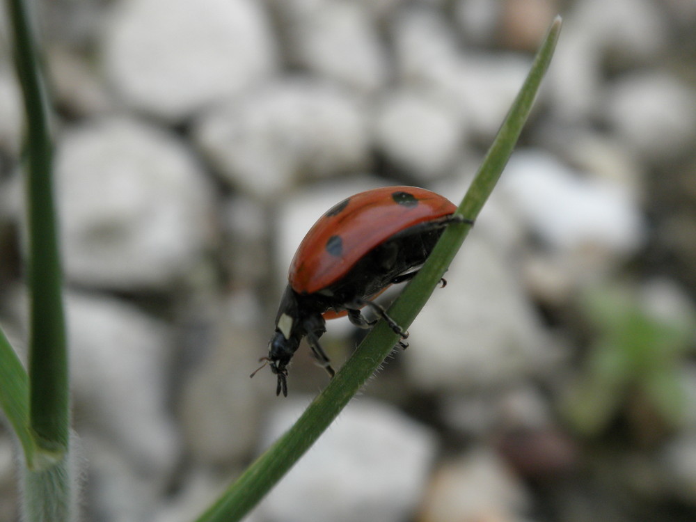 madame coccinelle