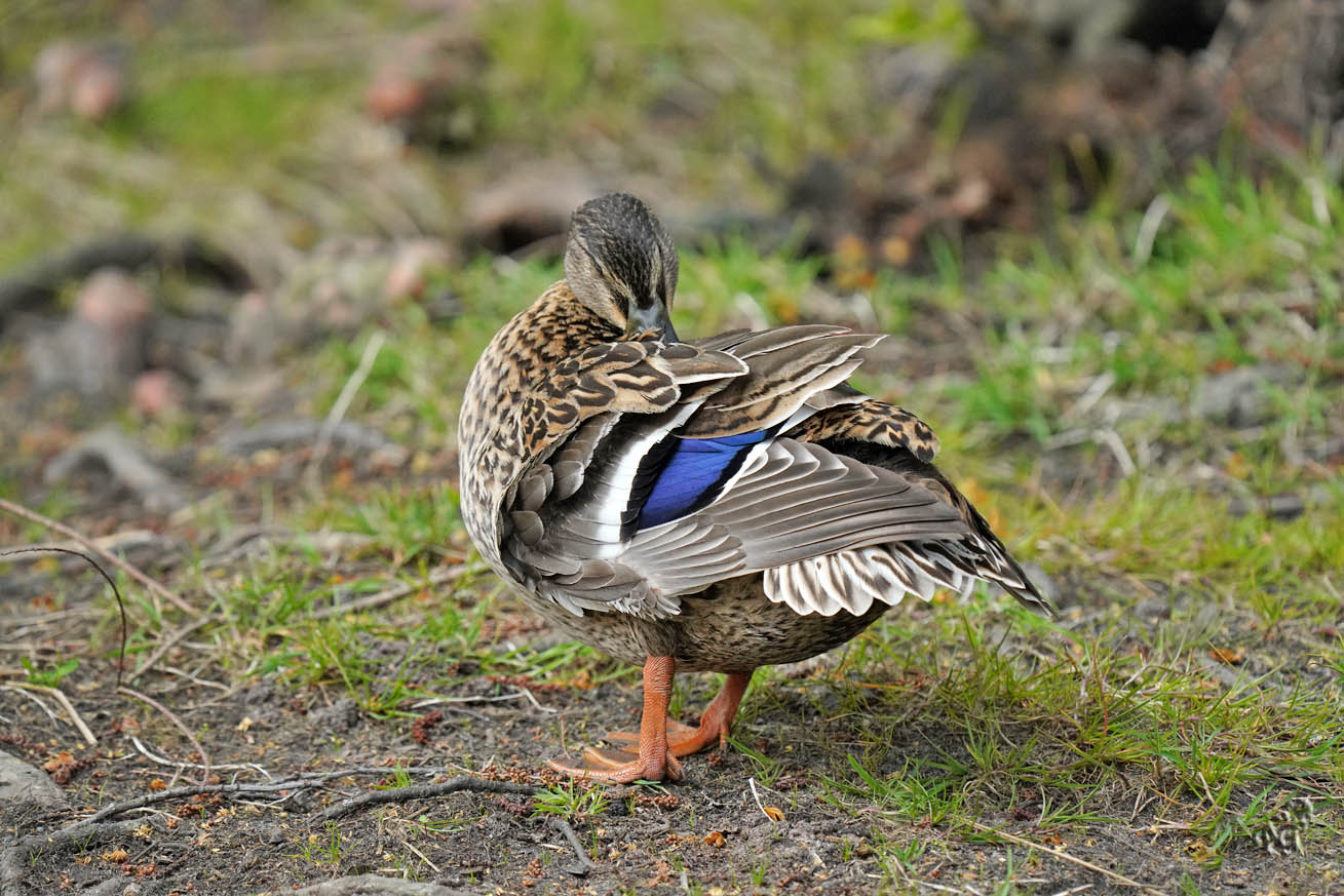 Madame Colvert en pleine toilette .....