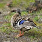 Madame Colvert en pleine toilette .....