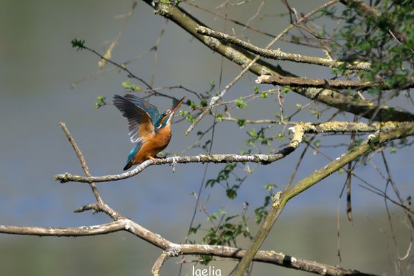 madame fait la belle