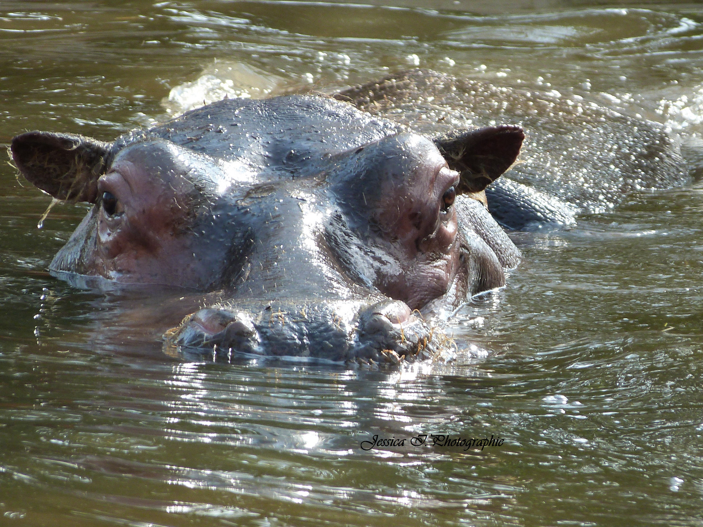 Madame Hippo sort de son bain