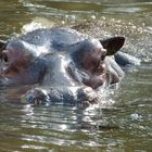 Madame Hippo sort de son bain